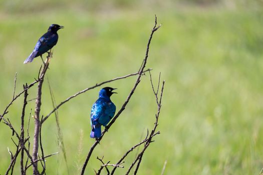 A local Kenyan birds in colorful colors sit on the branches of a tree
