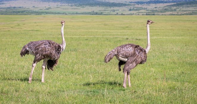 The Ostrich birds are grazing on the meadow in the countryside of Kenya
