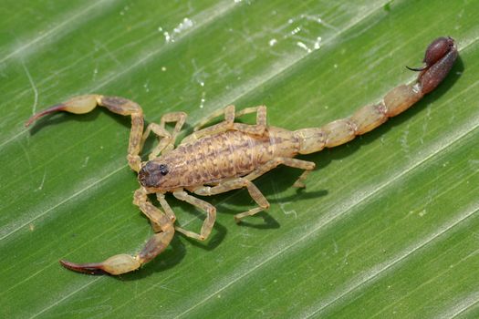 Top view Leiurus hebraeus, the Hebrew deathstalker or Israeli yellow scorpion. A deadly scorpion that can kill a human.