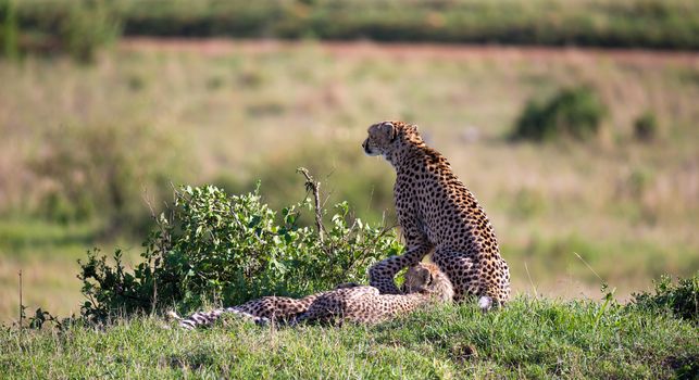 The cheetah mother with two children in the Kenyan savannah