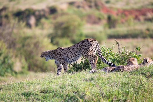The cheetah mother with two children in the Kenyan savannah