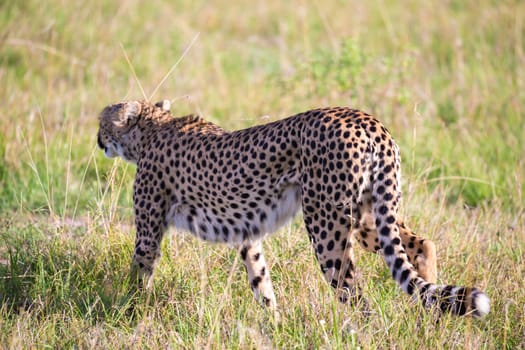 A cheetah walks between grass and bushes in the savannah of Kenya