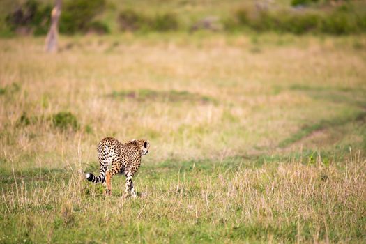 A cheetah walks between grass and bushes in the savannah of Kenya
