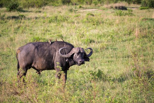 One buffalo with a white bird on its back is standing in a meadow