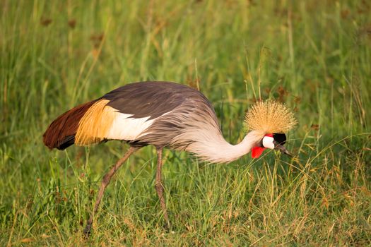Very colorul native birds sit on branches