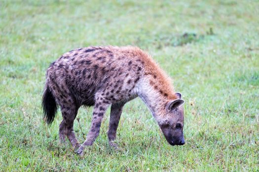 One hyena walks in the savanna in search of food
