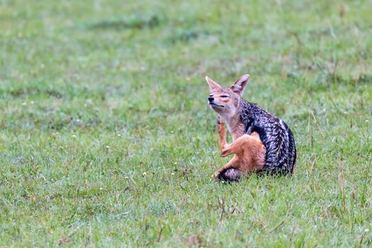 One jackal in the savannah of Kenya