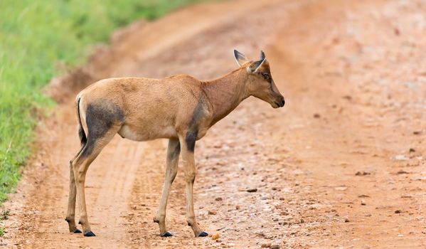 A Topi Gazelle in the Kenyan savanna amidst a grassy landscape
