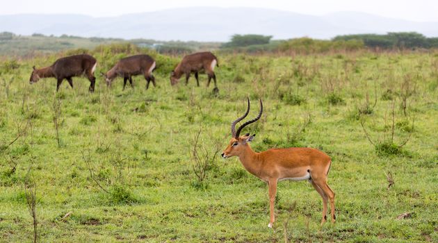 Lot of Impala antelopes in the grass landscape of the Kenyan savanna