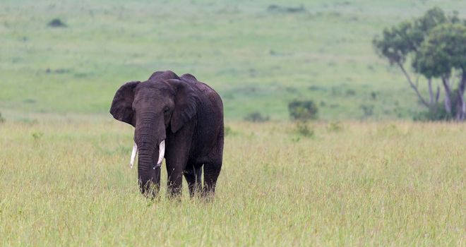 One big elephant is standing in the grass in a Kenyan national park