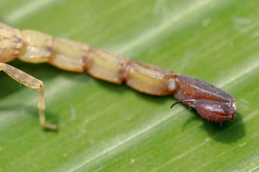 Sting and venom at the tip of Israeli Yellow Scorpion stinger and tail. Leiurus hebraeus, the Hebrew deathstalker. A deadly scorpion that can kill a human.