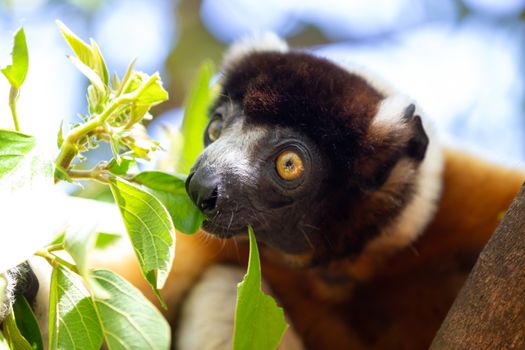 One Sifaka lemur that has made itself comfortable in the treetop