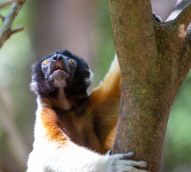 One Sifaka lemur that has made itself comfortable in the treetop