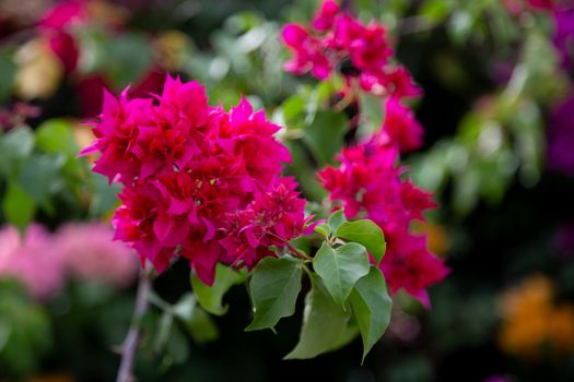 Colorful plants and flowers on the island of Madagascar