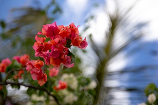 Colorful plants and flowers on the island of Madagascar