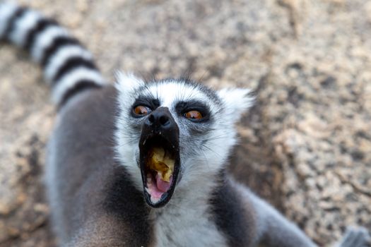 A funny ring-tailed lemurs in their natural environment