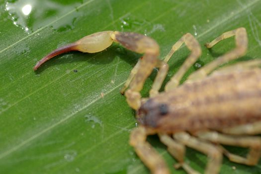 A scorpion pincer pedipalp up close. Swimming Scorpion, Chinese swimming scorpion or Ornate Bark Scorpion on a leaf in a tropical jungle.