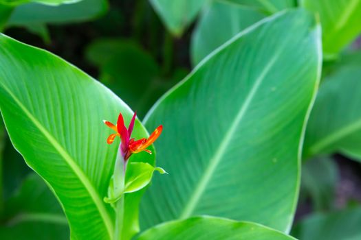 Colorful plants and flowers on the island of Madagascar
