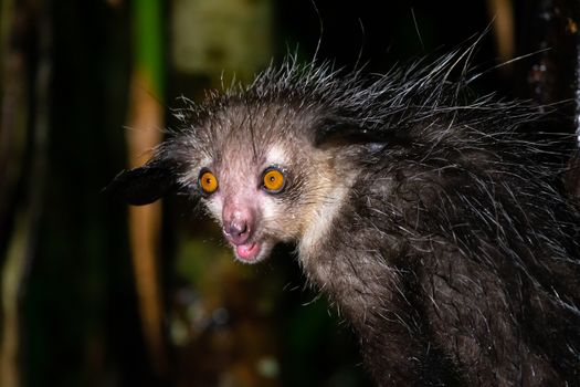 One of The rare Aye-Aye lemur that is only nocturnal