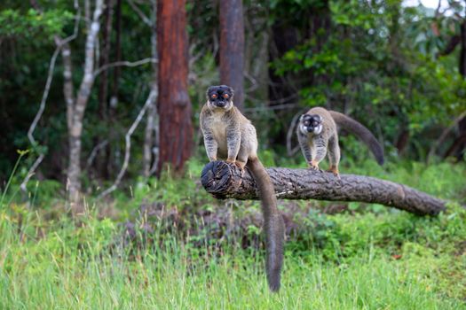 The Lemurs on a log hanging over the water