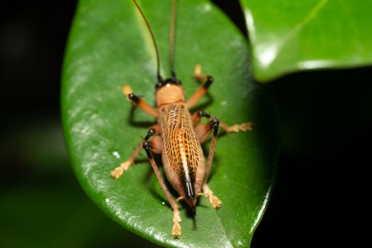 The Native species of insects in the rainforest
