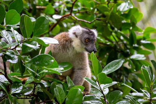 The lemur on a tree, between the foliage in a rainforest in Madagascar