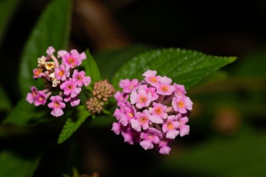 The Exotic flowers of the island of Madagascar