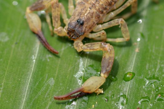 A scorpion pincer pedipalp up close. Swimming Scorpion, Chinese swimming scorpion or Ornate Bark Scorpion on a leaf in a tropical jungle.