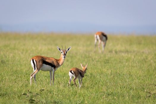 The family of Thomson gazelles in the savannah of Kenya