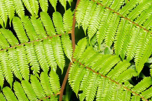 The Fern leaves as a background, green leaves