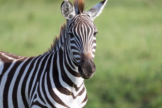 The closeup of a zebra in a national park