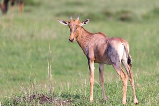 The Topi antelope in the Kenyan savanna in the middle of the grass landscape