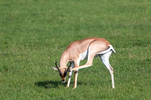 A Grant gazelles on a green pasture in a national park in Kenya