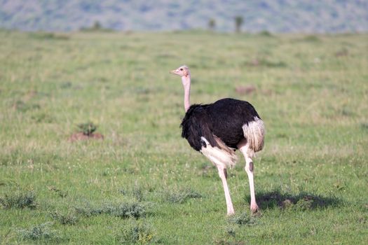 One ostrich bird is running in the grass