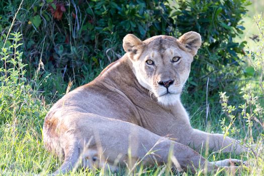 One lioness has made herself comfortable in the grass and is resting