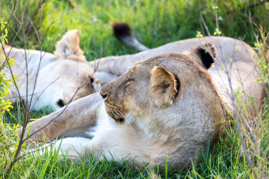 The closeup of a lioness trying to rest in the grass