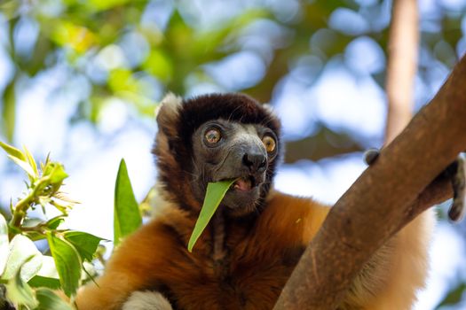 One Sifaka lemur that has made itself comfortable in the treetop