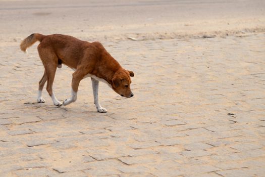One street dog on the island of Madagascar