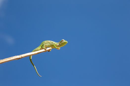 One Colorful chameleon on a branch of a tree