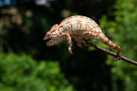 One Colorful chameleon on a branch of a tree