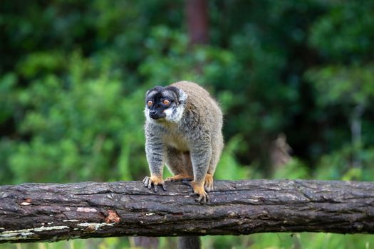 The Lemurs on a log hanging over the water
