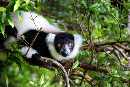The lemur on a tree, between the foliage in a rainforest in Madagascar