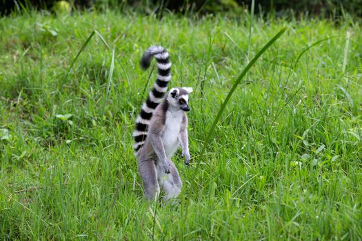 The ring-tailed lemur in the rainforest on the island of Madagascar