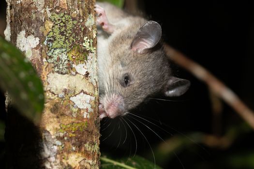 One Madagascar rat climbs on the branches of a tree