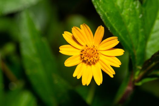 The Exotic flowers of the island of Madagascar