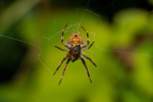 The Native species of insects in the rainforest