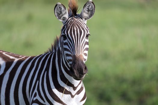 The closeup of a zebra in a national park