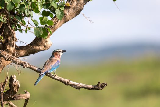 One lilac breast roll sits on a tree branch