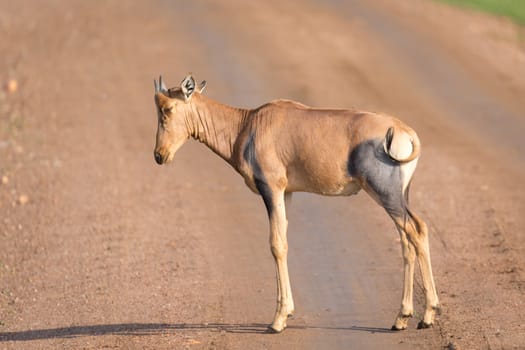 The Topi antelope in the Kenyan savanna in the middle of the grass landscape