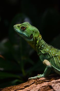 Close up profile portrait of vivid green lizard, high angle, side view